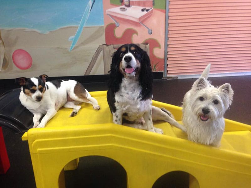 Photo Gallery All American Pet Resorts Punta Gorda